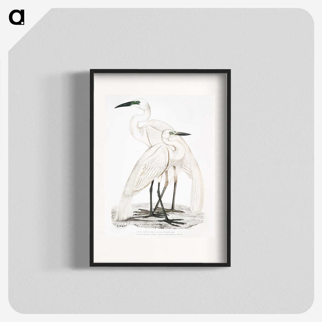 1-17_Indian-Zoology_blk