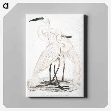 1-17_Indian-Zoology_canvas