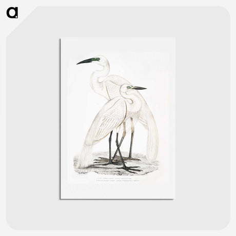 1-17_Indian-Zoology_hagaki