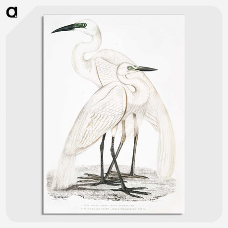 1-17_Indian-Zoology_picture-crop