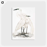 1-17_Indian-Zoology_postcard