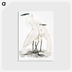 1-17_Indian-Zoology_postcard