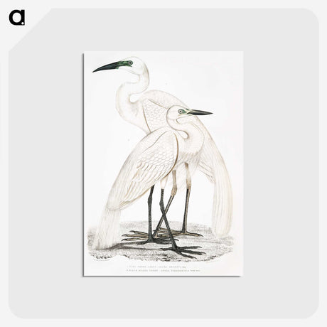 1-17_Indian-Zoology_postcard