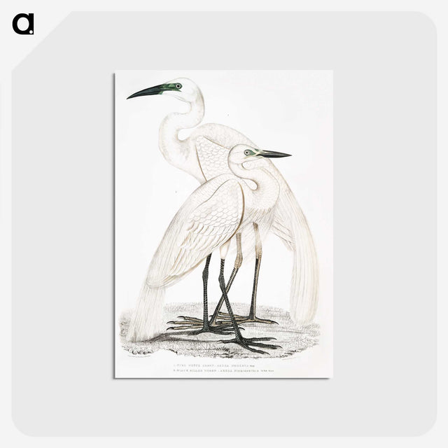 1-17_Indian-Zoology_postcard