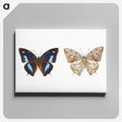 1-17_Insects-Unlocked-Project_canvas