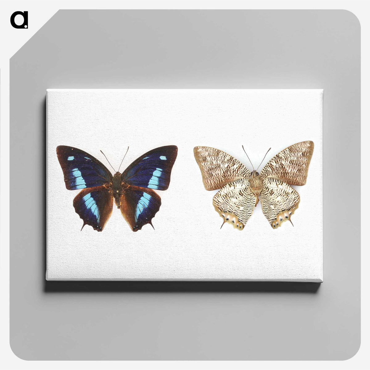 1-17_Insects-Unlocked-Project_canvas