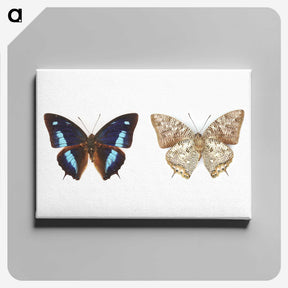 1-17_Insects-Unlocked-Project_canvas