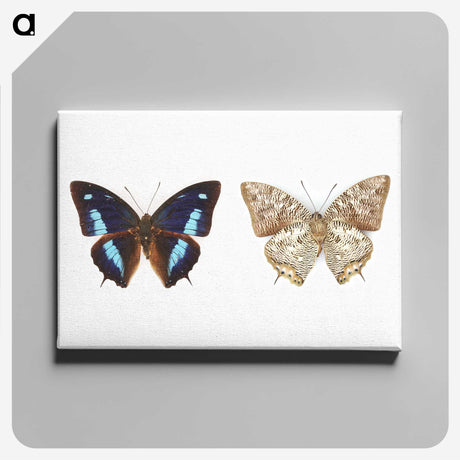 1-17_Insects-Unlocked-Project_canvas