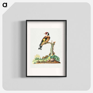 European Goldfinch
 - ジェームズ ボルトン Poster.