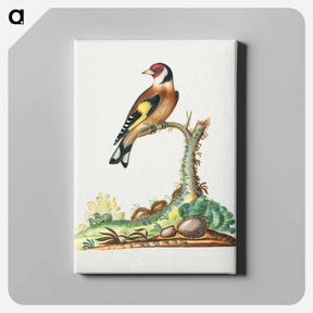 アートパネル-European Goldfinch
 - ジェームズ ボルトン Canvas.