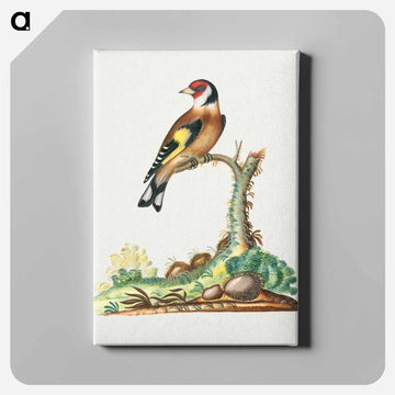 European Goldfinch
 - ジェームズ ボルトン Canvas.