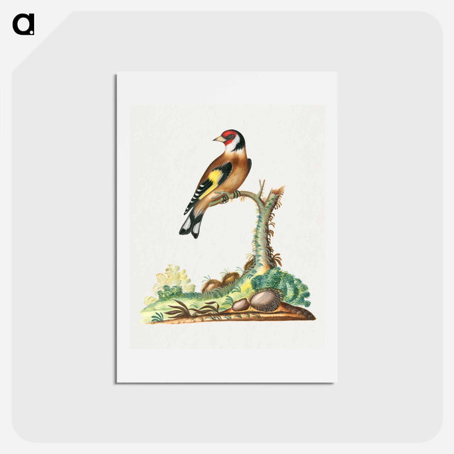 アートポストカード-European Goldfinch
 - ジェームズ ボルトン Postcard.