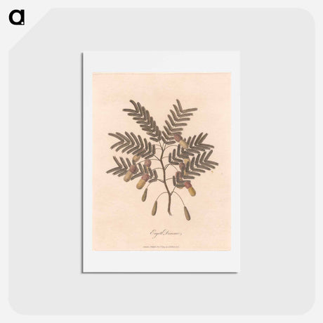 アートポストカード-Ergett Dimmo
 - ジェームス ヒース Postcard.