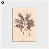 アートポストカード-Ergett Dimmo
 - ジェームス ヒース Postcard.