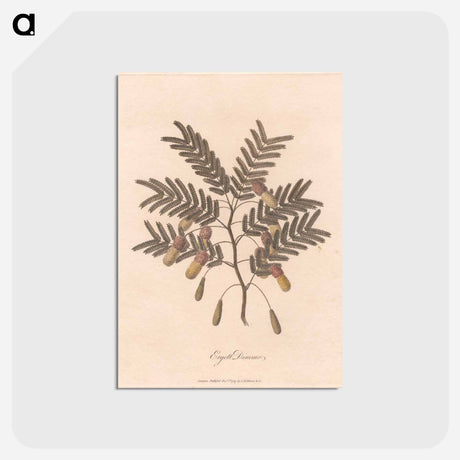 アートポストカード-Ergett Dimmo
 - ジェームス ヒース Postcard.