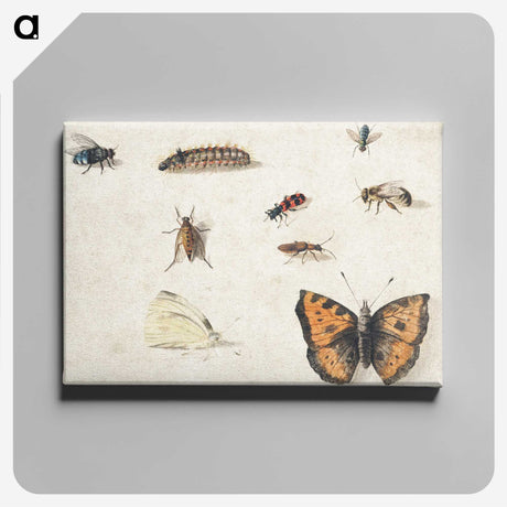 1-17_Jan-Van-Kessel_canvas