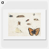 1-17_Jan-Van-Kessel_picture