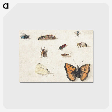 1-17_Jan-Van-Kessel_postcard