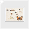 アートポストカード-Sheet of Studies of Nine Insects
 - ヤン ファン ケッセル Postcard.