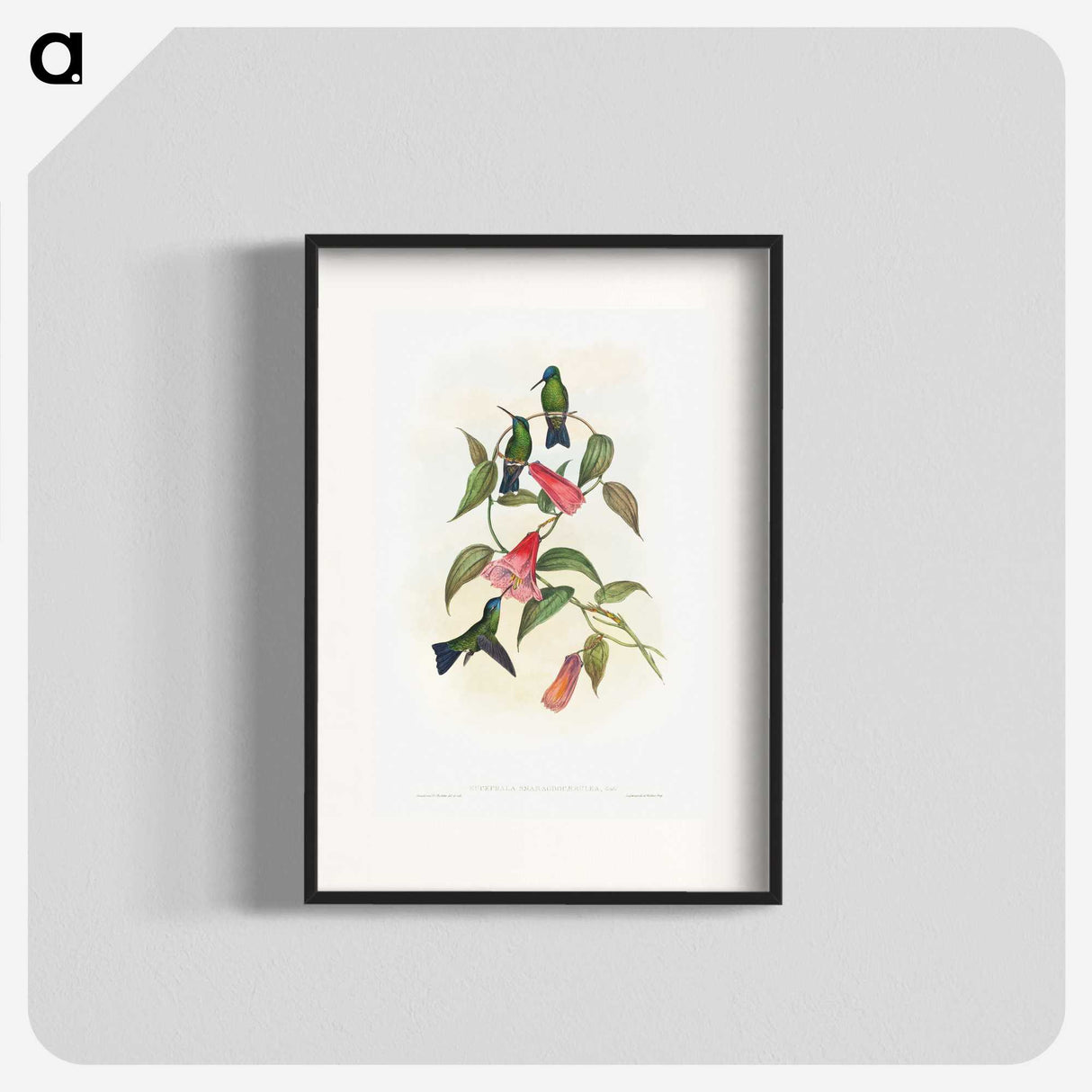 1-17_John-Gould_blk