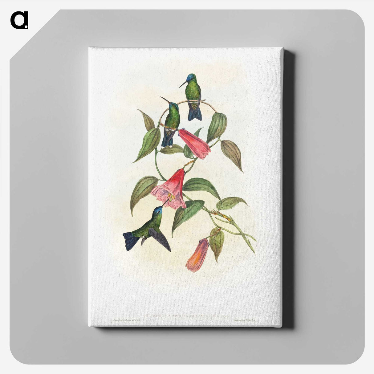 1-17_John-Gould_canvas