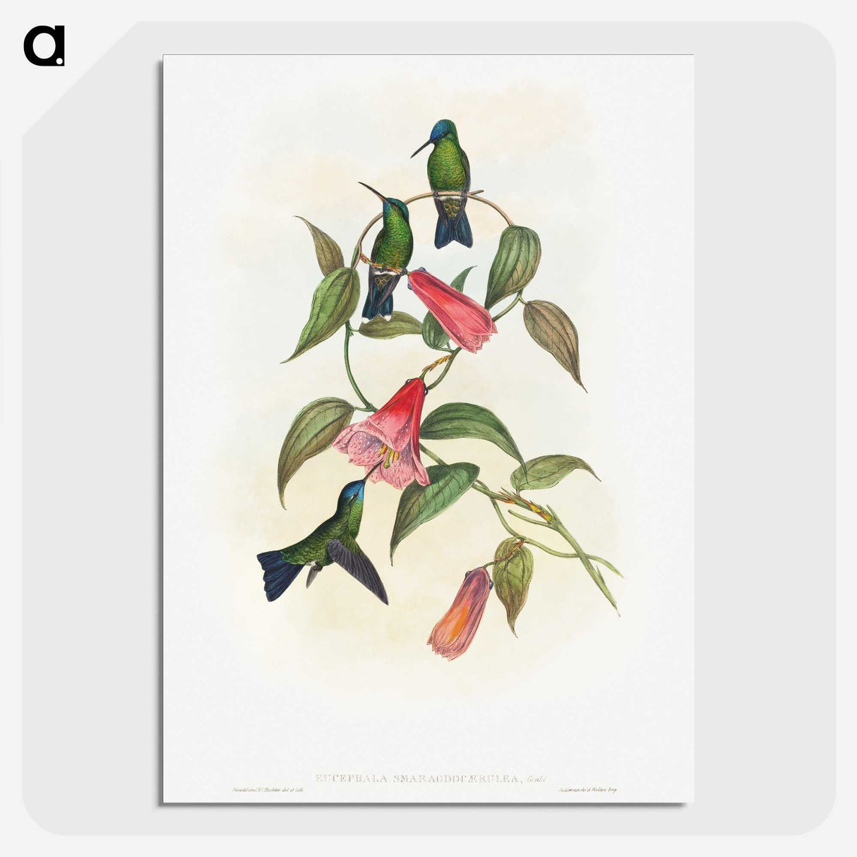 1-17_John-Gould_picture-crop