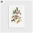 1-17_John-Gould_postcard