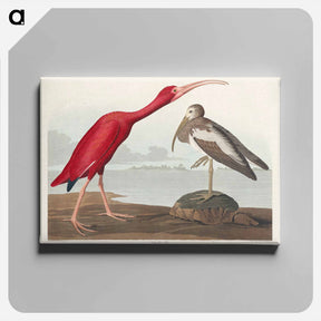 アートパネル-Scarlet Ibis
 - ジョン ジェームス オーデュボン Canvas.