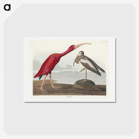 1-17_John-James-Audubon_hagaki