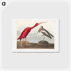 アートポストカード-Scarlet Ibis
 - ジョン ジェームス オーデュボン Postcard.