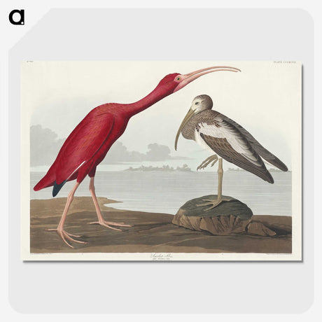 1-17_John-James-Audubon_picture-crop