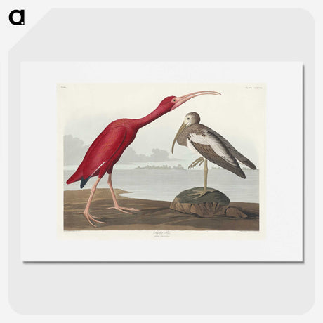 1-17_John-James-Audubon_picture