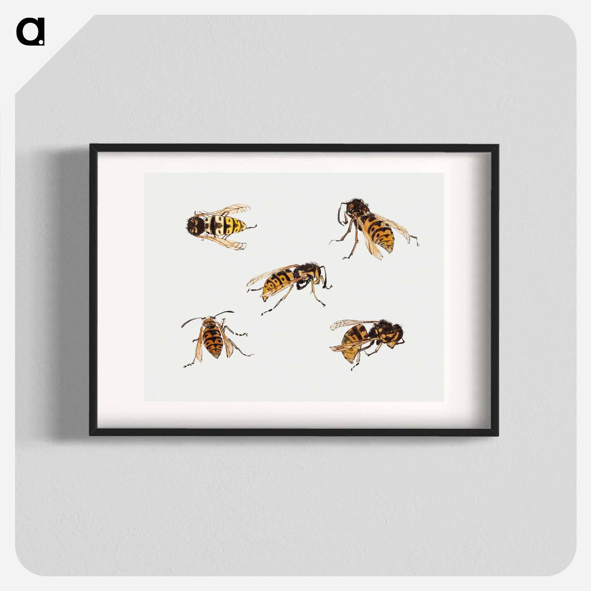 Studies of wasps - Julie de Grague Poster.