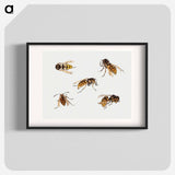 Studies of wasps - ユリー デ フラーハ Poster.