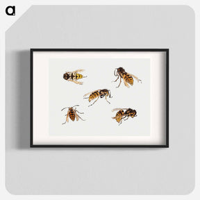 アートポスター-Studies of wasps - ユリー デ フラーハ Poster.