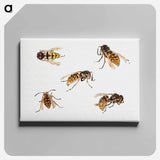 Studies of wasps - Julie de Graag Canvas.