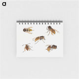 Studies of wasps - ユリー デ フラーハ Memo.