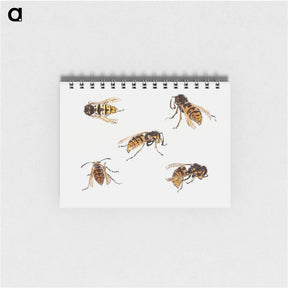 アートメモ帳-Studies of wasps - ユリー デ フラーハ Memo.