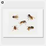 Studies of wasps - ジュリー デ グラーグ Poster.