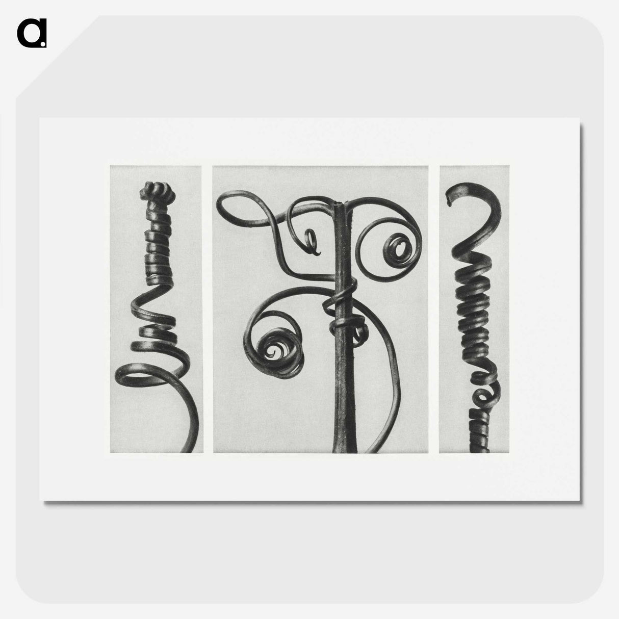 1-17_Karl-Blossfeldt_picture