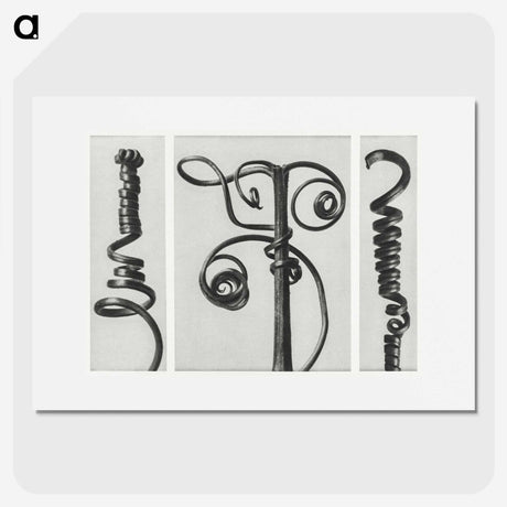 1-17_Karl-Blossfeldt_picture