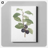 1-17_La-Botanique_canvas