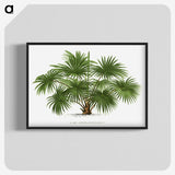 1-17_Les-Palmiers-Histoire-Iconographique_blk-crop