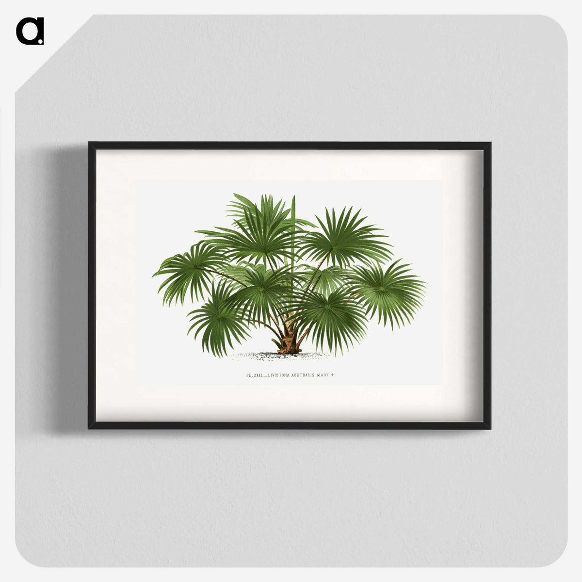 1-17_Les-Palmiers-Histoire-Iconographique_blk