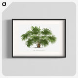 1-17_Les-Palmiers-Histoire-Iconographique_blk