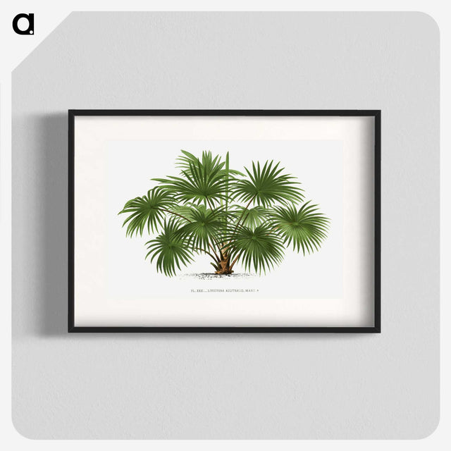 1-17_Les-Palmiers-Histoire-Iconographique_blk