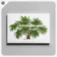 1-17_Les-Palmiers-Histoire-Iconographique_canvas