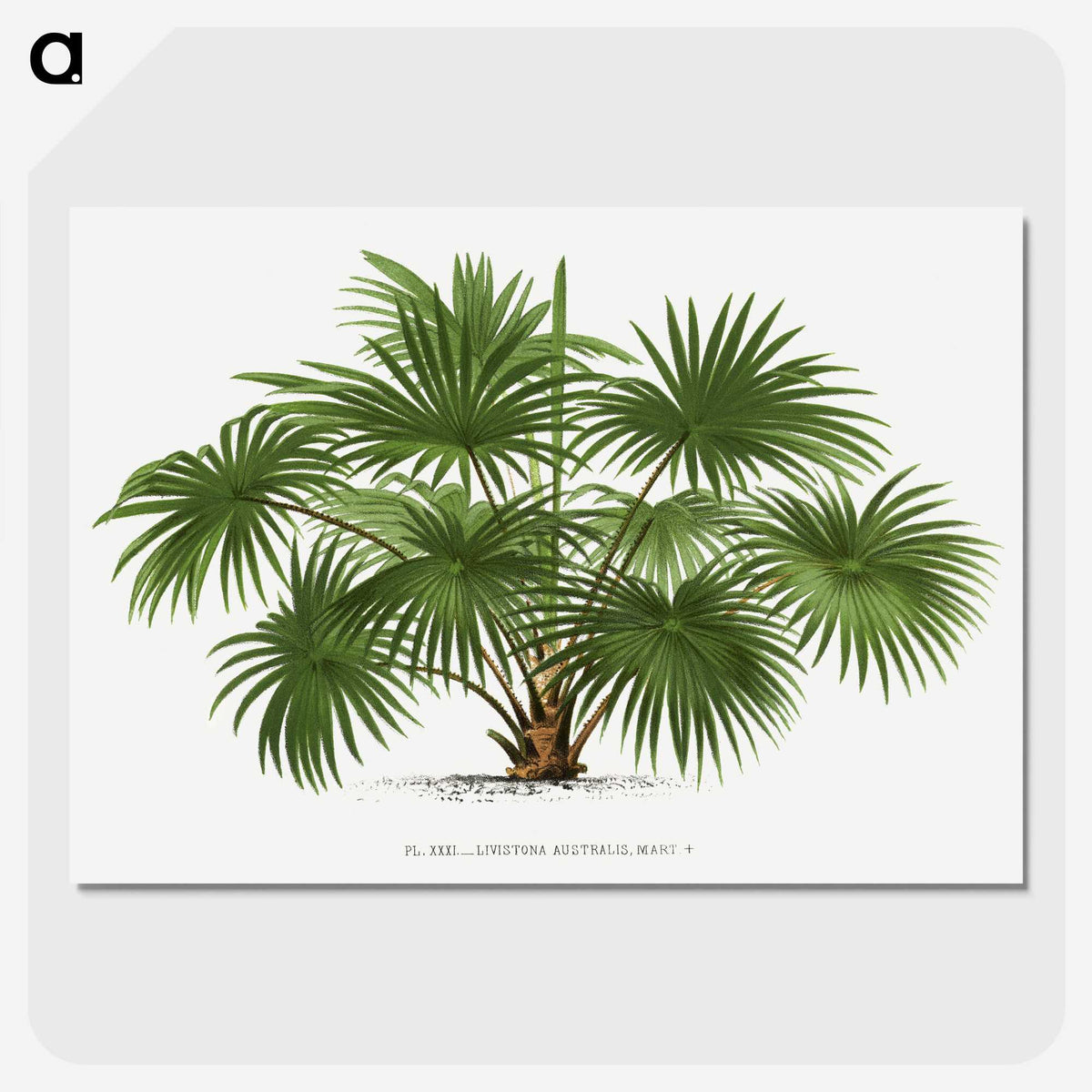 1-17_Les-Palmiers-Histoire-Iconographique_picture-crop