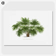 1-17_Les-Palmiers-Histoire-Iconographique_picture