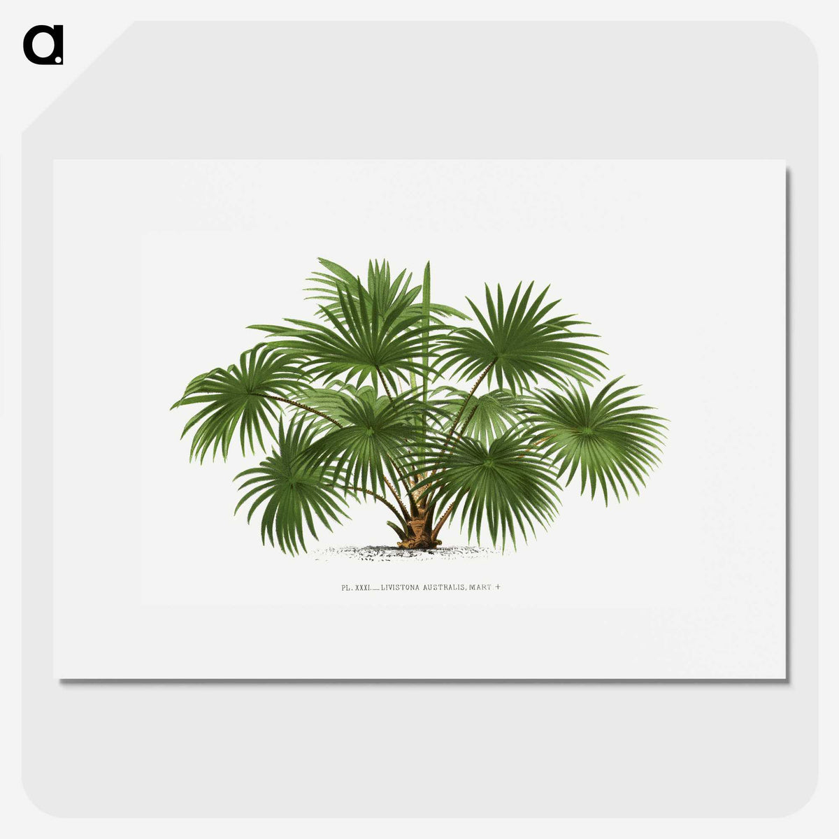 1-17_Les-Palmiers-Histoire-Iconographique_picture